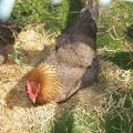 jung_2013_web_0034