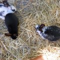 jung_2013_web_0035