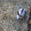 jung_2013_web_0036
