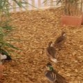 jung_2016_web_0027
