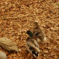 jung_2017_web_0038
