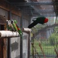 jungzuechter_2012_web_0018