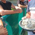 stallschau_2016_web_0035
