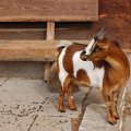 stall_2017_web_0005