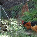 stall_2017_web_0041